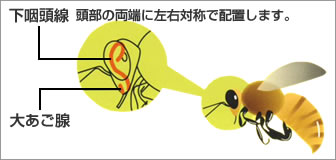 下咽頭線　頭部の両端に左右対称で配置します。