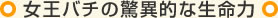 女王バチの驚異的な生命力