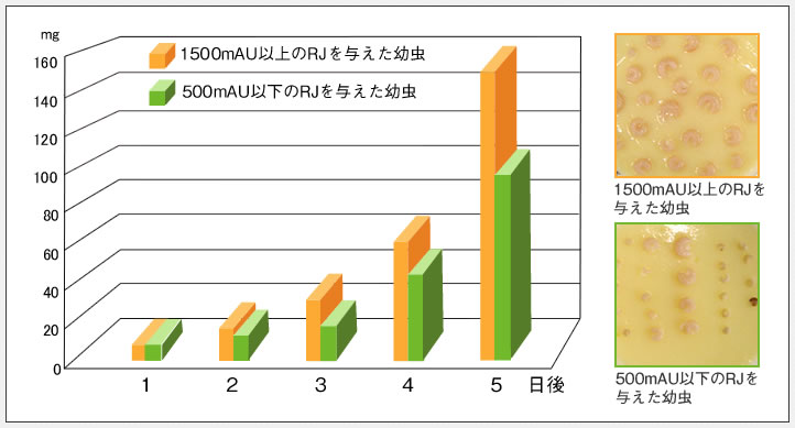 1500mAu以上のRJを与えた幼虫と500mAU以下のRJを与えた幼虫の比較