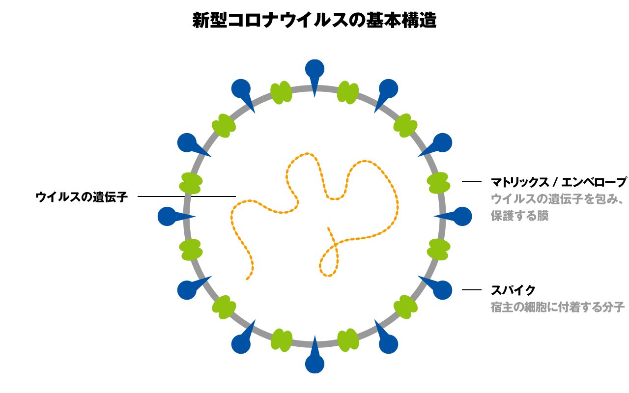 新型コロナウイルスの基本構造