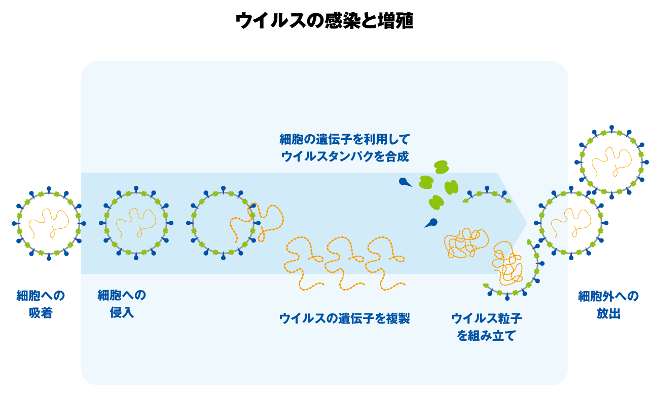 ウイルスの感染と増殖