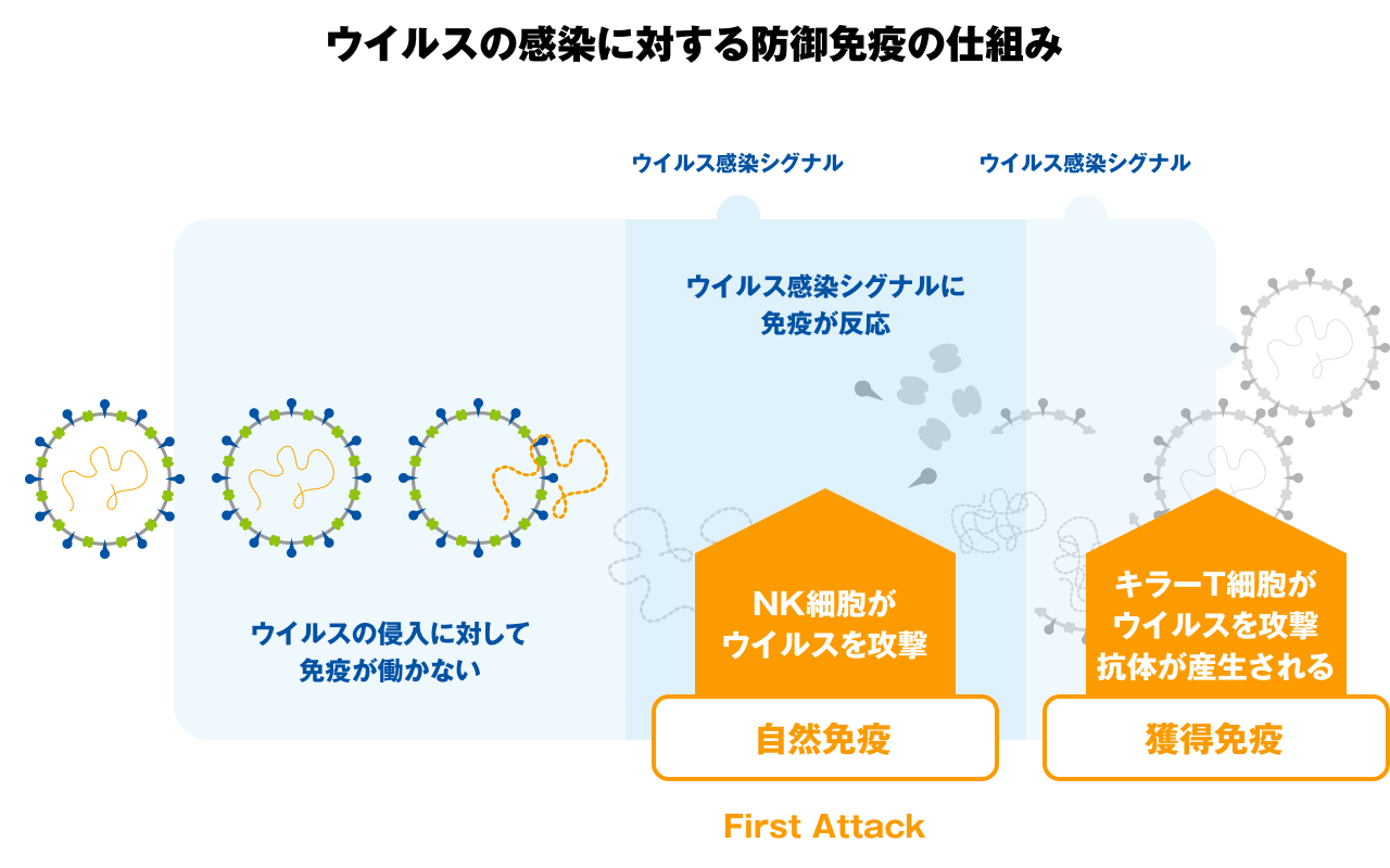 ウイルスの感染に対する防御免疫の仕組み