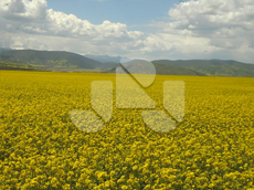 360度菜の花蜜源のパノラマビュー!2011年は天候に恵まれました。